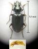 Bembidion iricolor